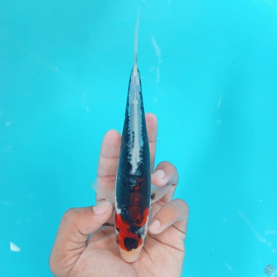 BENI KUMON 19CM