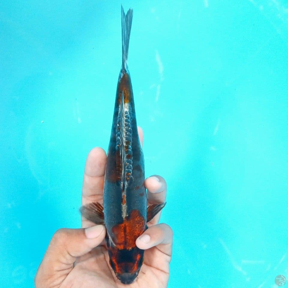 KIKOKURYU 18CM