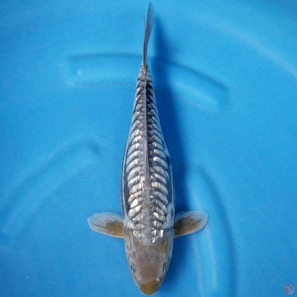 ARAGOKE GINRIN 33 CM