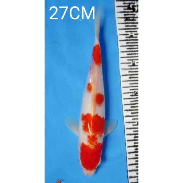 KOHAKU
