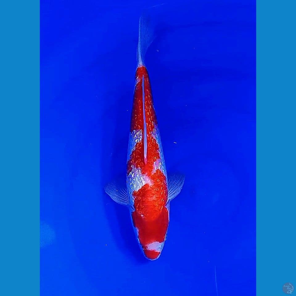 34 cm kohaku ginrin red strong . male
