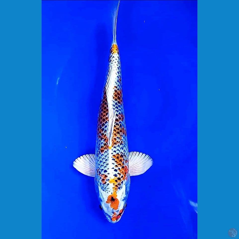 34 cm kirin.male