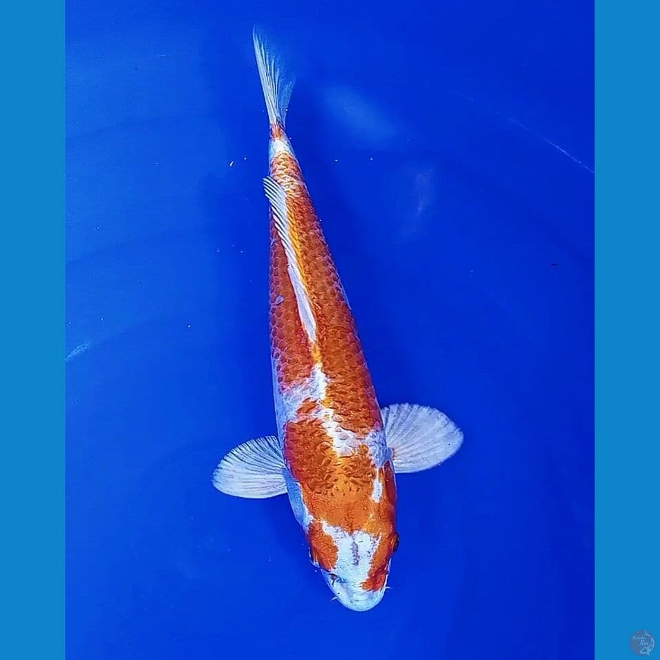 34 cm hariwake male