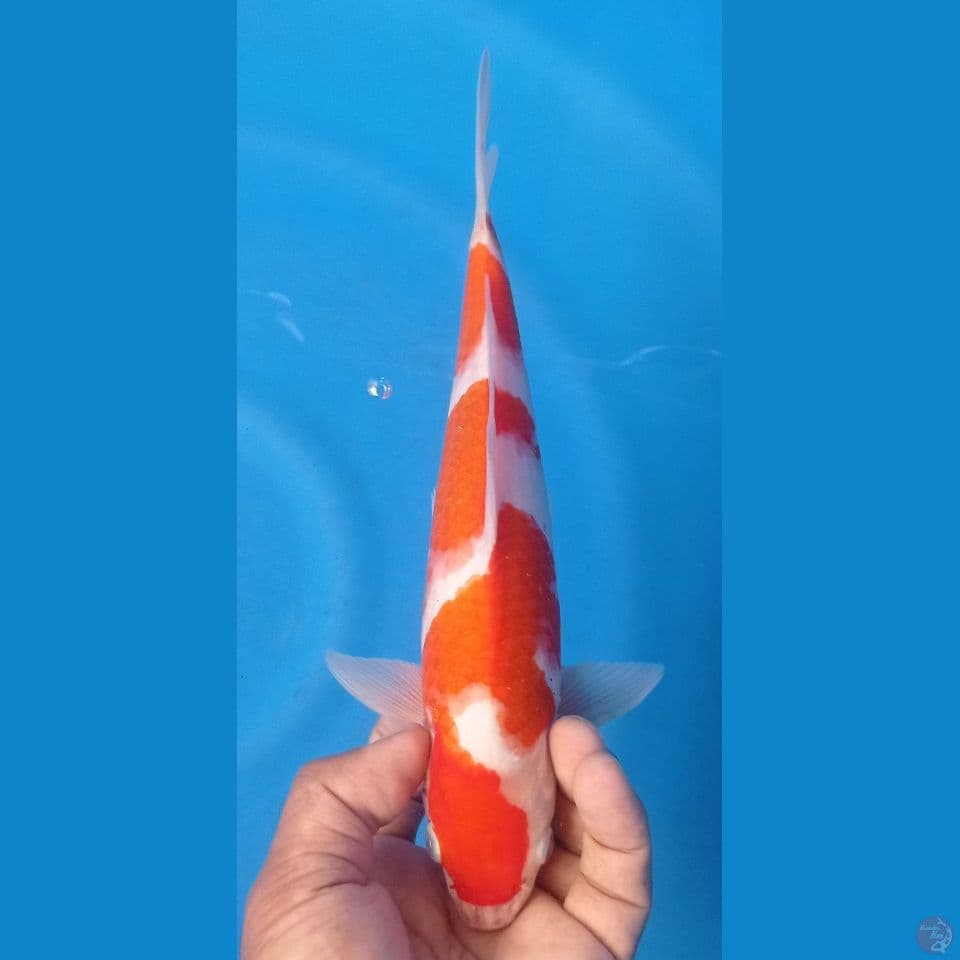 kohaku 29cm