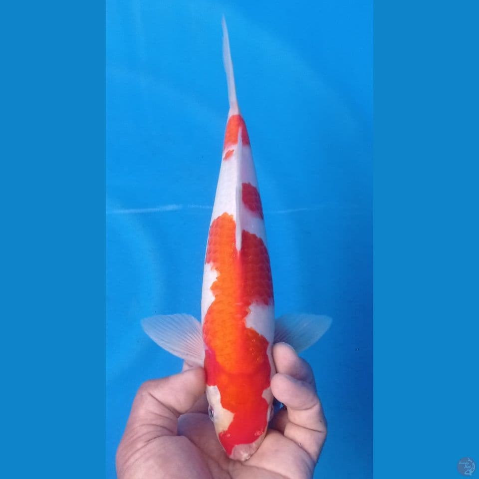 kohaku 30cm