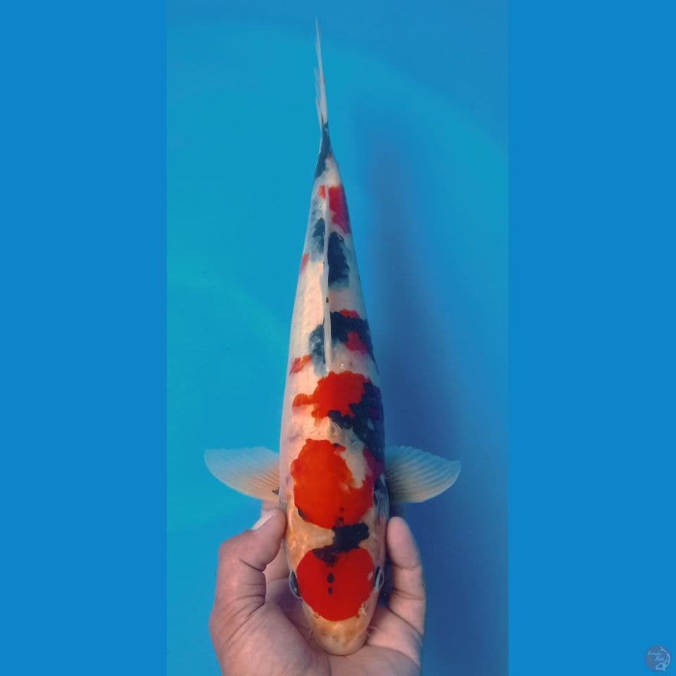 SHOWA 42CM