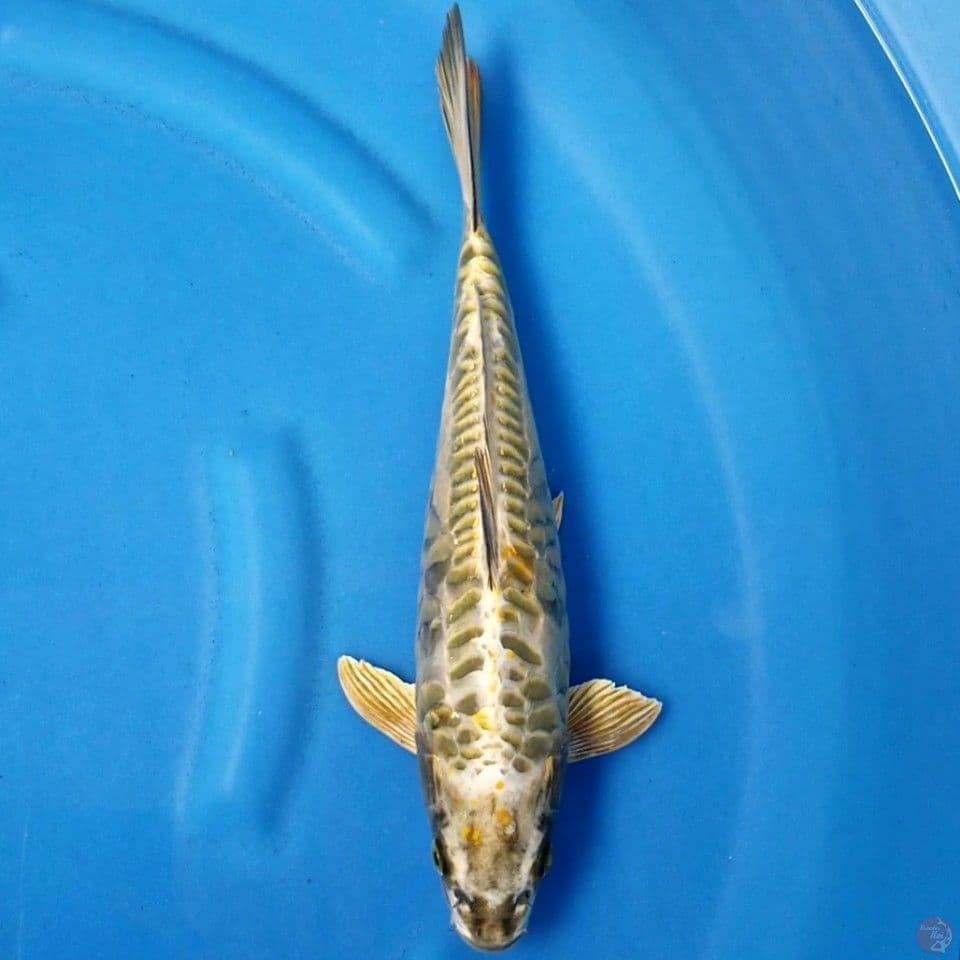GOLD ARAGOKE 35 CM