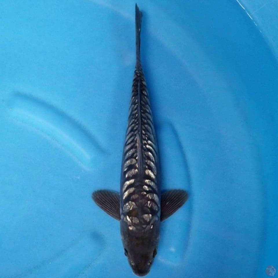 ARAGOKE GINRIN 37 CM