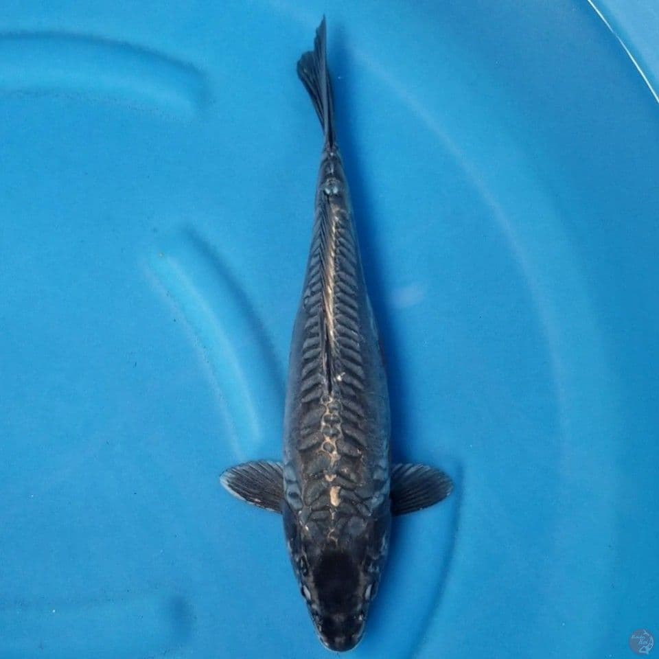 KAWARIMONO 39 CM