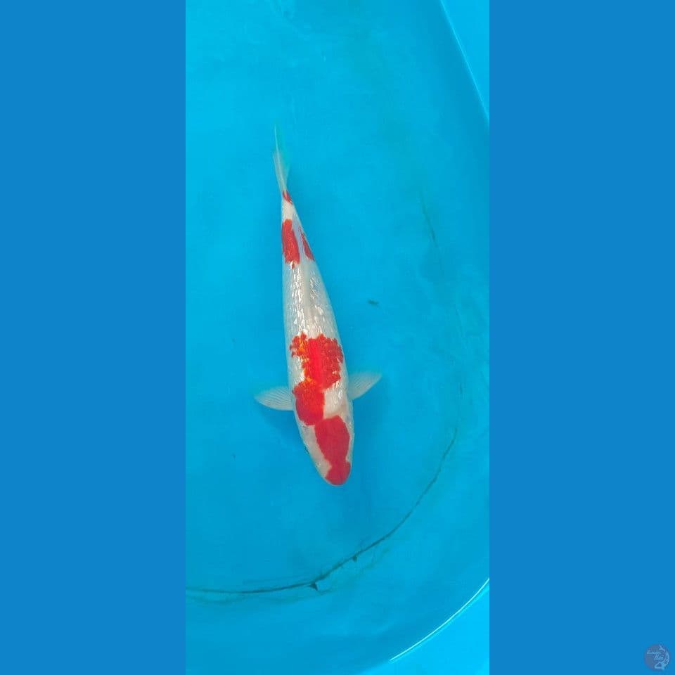 kohaku gidrin 28cm (jantan)
