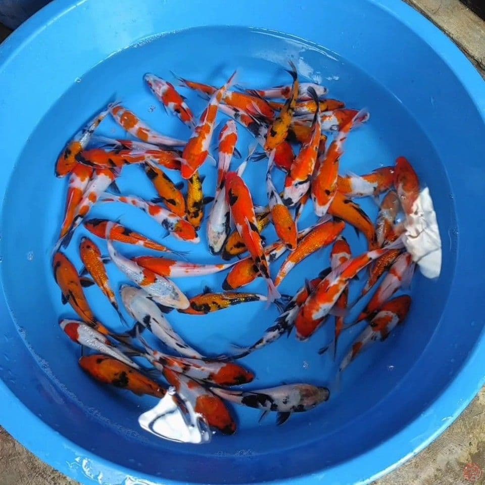 13-20CM, 50 ekor