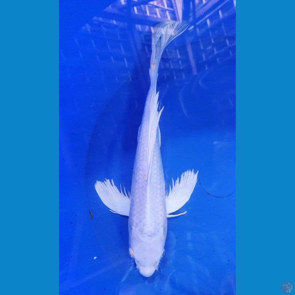 40cm kumpay platinum