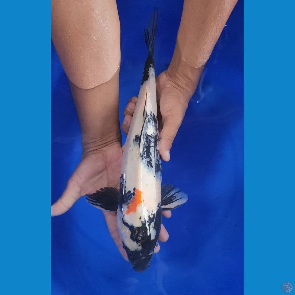 40cm kinday showa