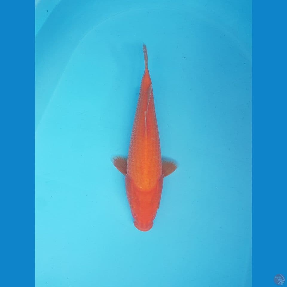 benigoi 29cm