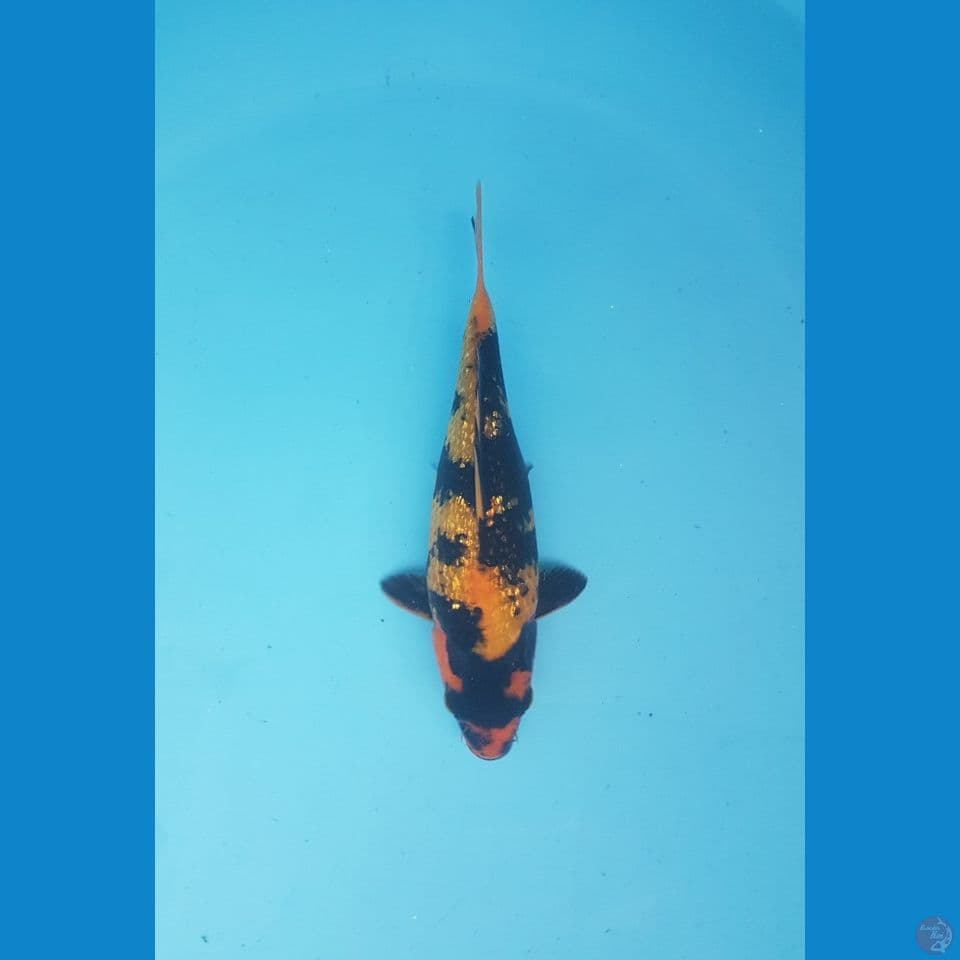hiutsuri ginrin 19cm