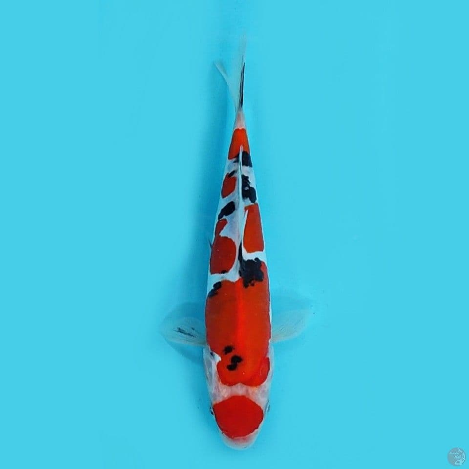 Maruten sanke doitsu 21 cm