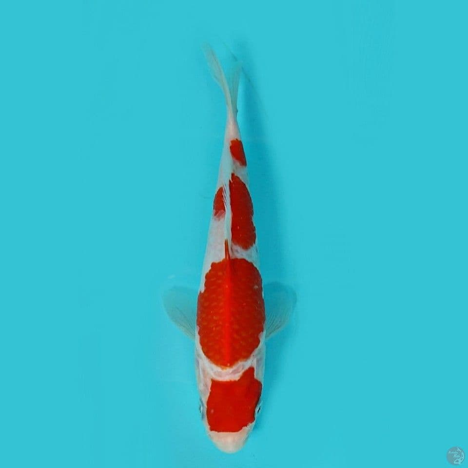 Mruten kohaku 17 cm HQ