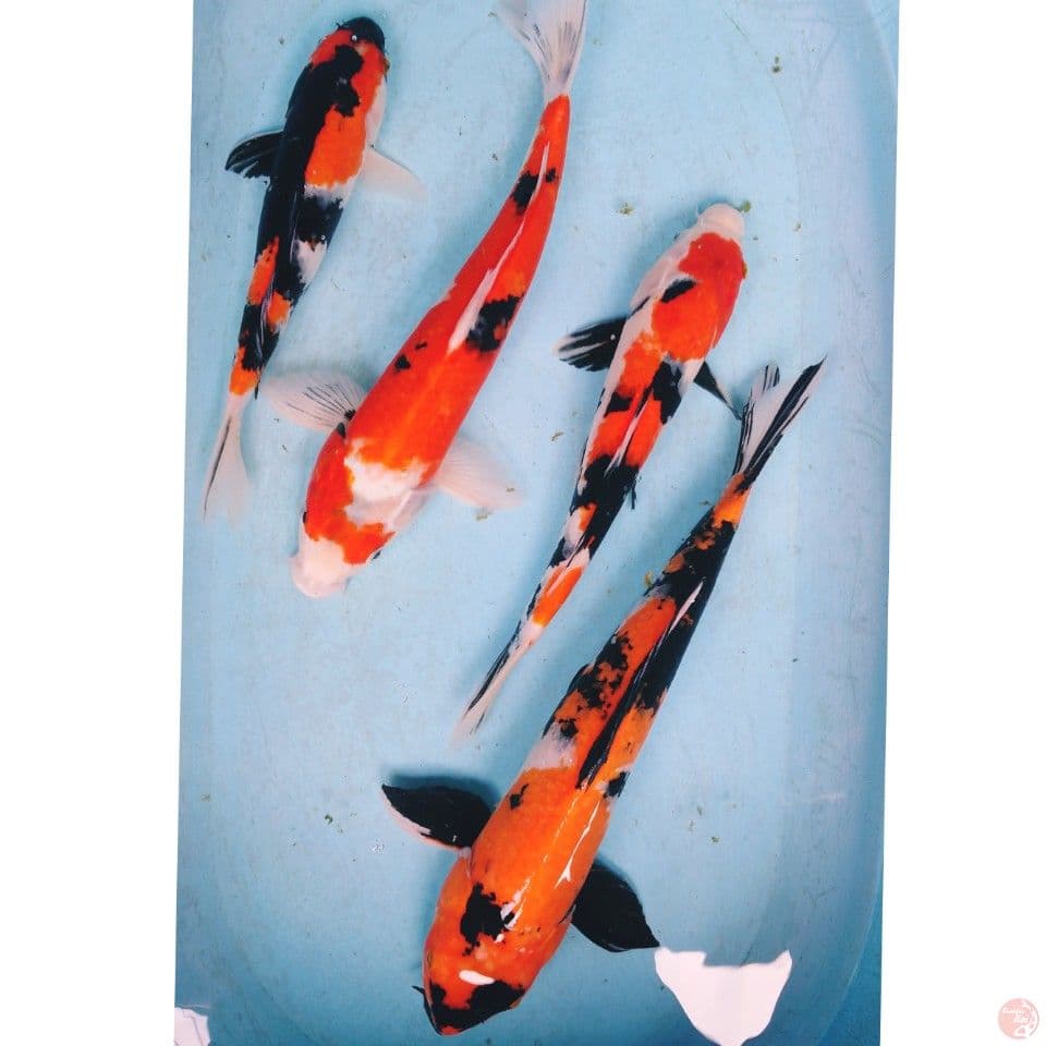 PAKET SHOWA 32,37,41,45 CM