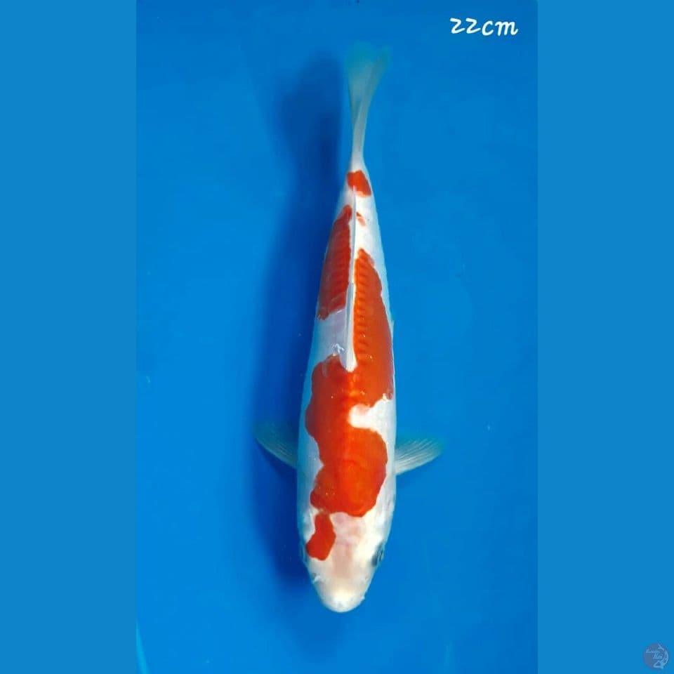 Kikushui 22cm