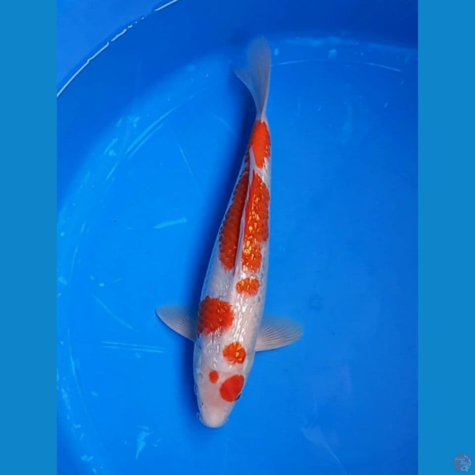 KOHAKU GINRIN 32CM