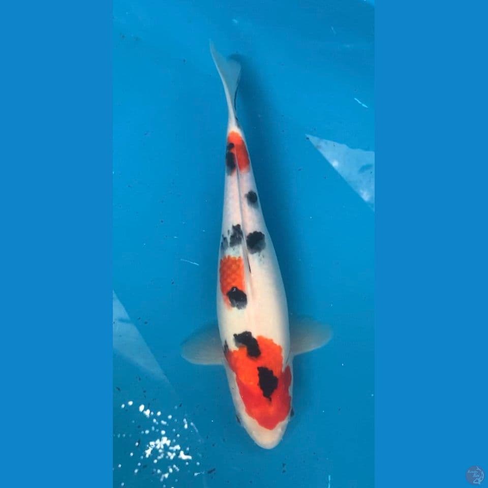 SANKE 33CM