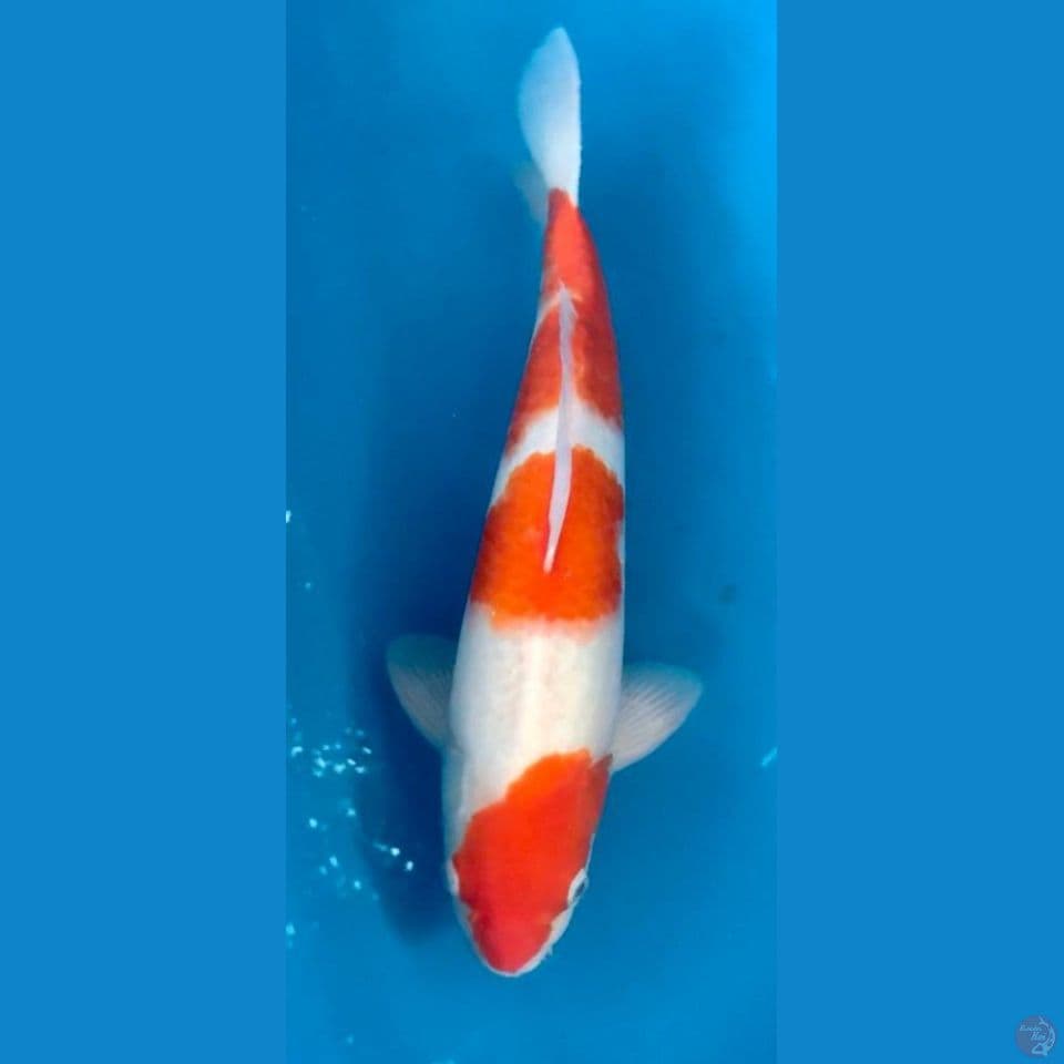 KOHAKU M39cm