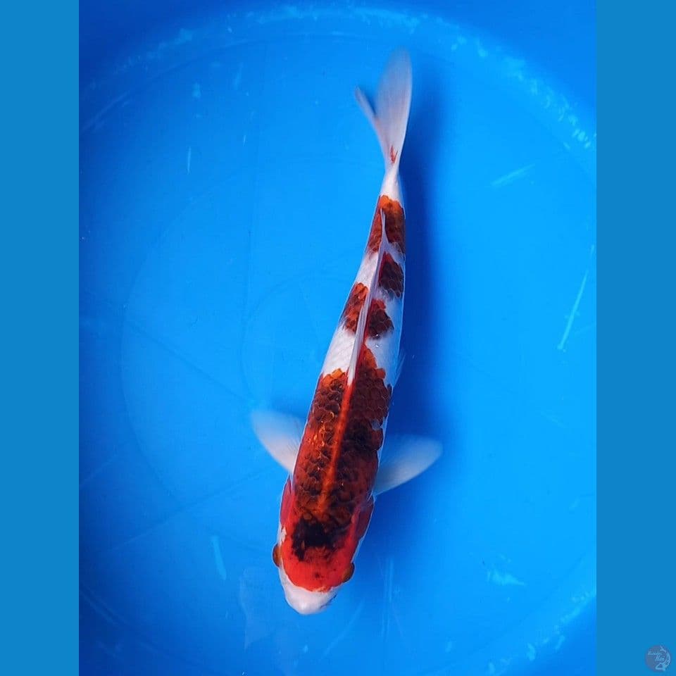 GOROMO 35CM