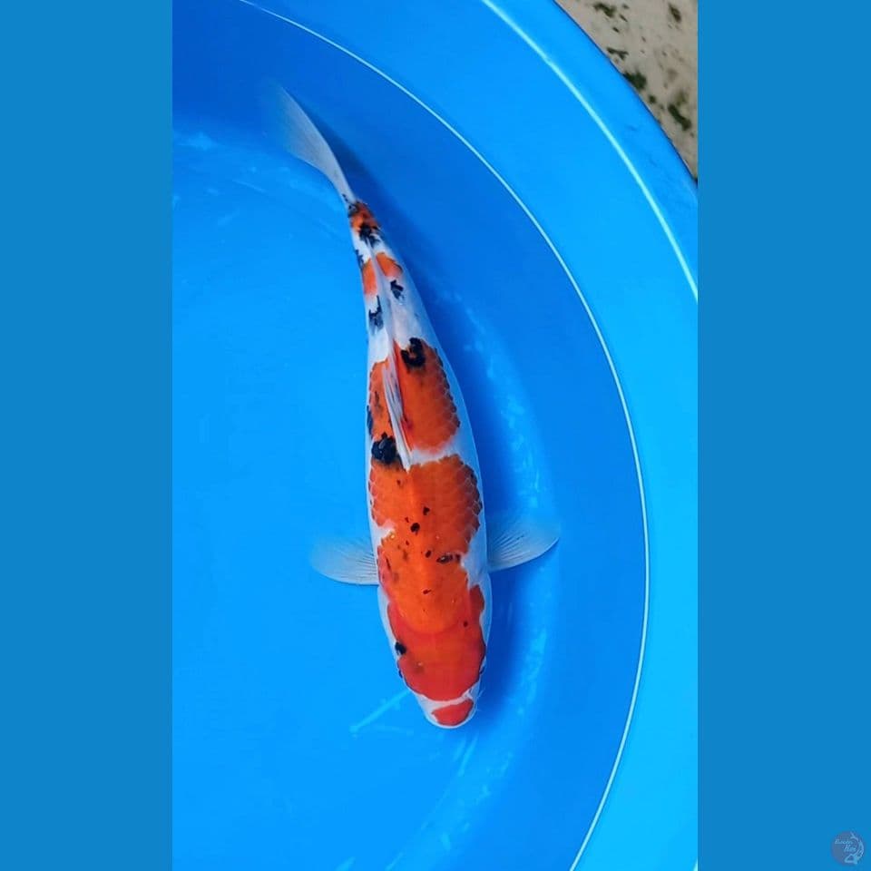 SANKE KUNCHIBENI 35CM