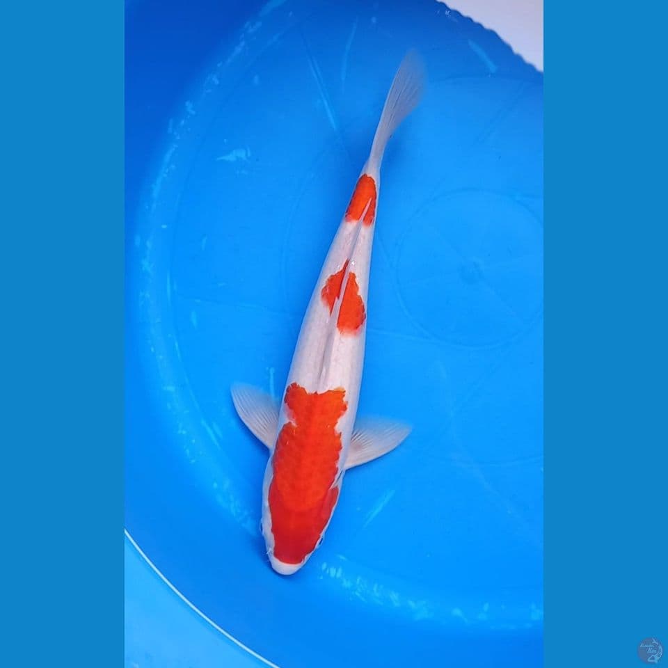 KOHAKU 35CM