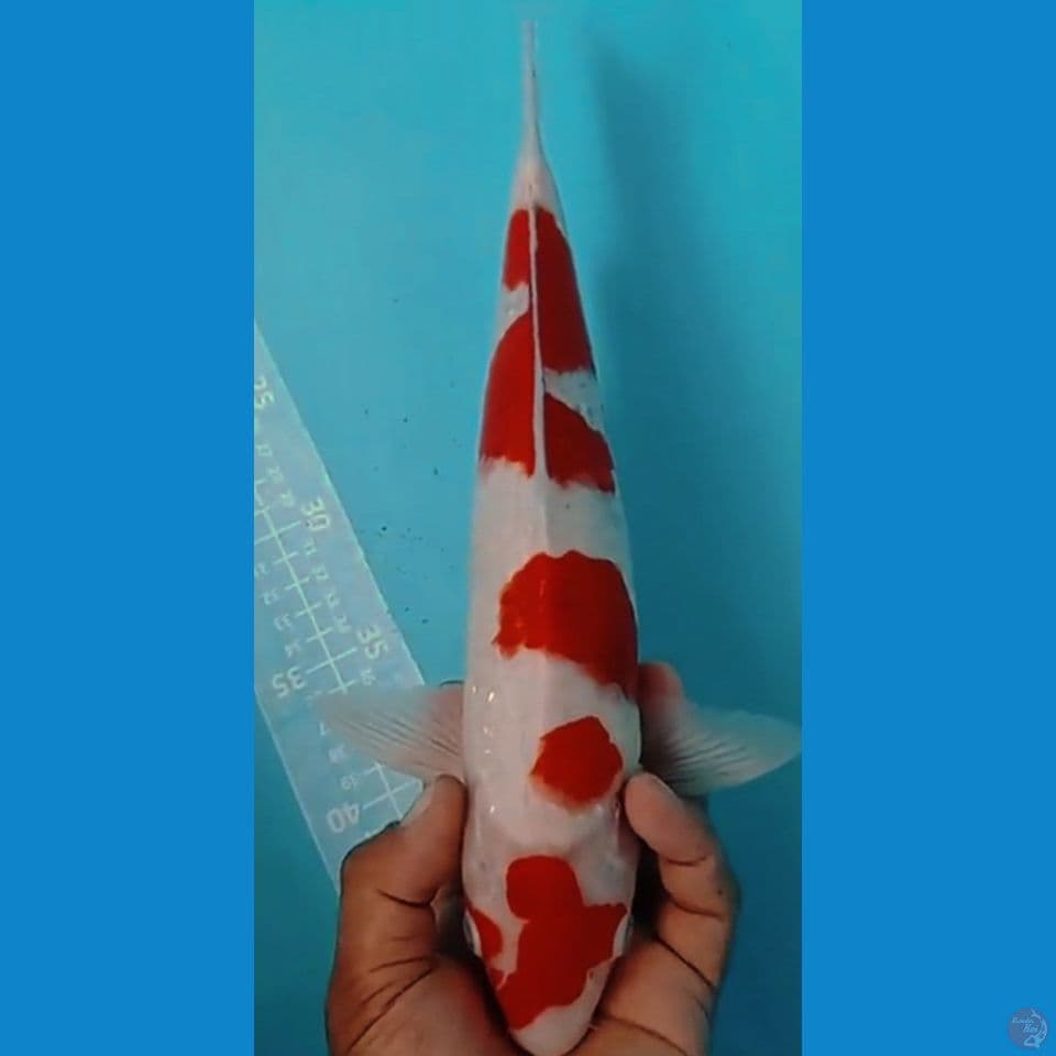 KOHAKU 36 CM
