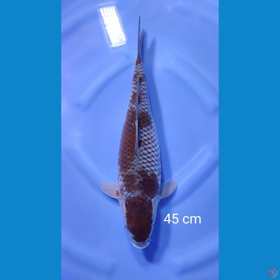 ochiba 45cm