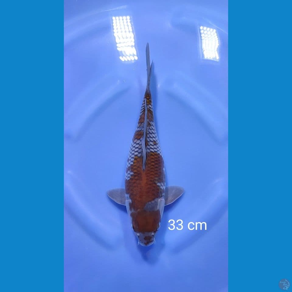 short body ochiba 33cm