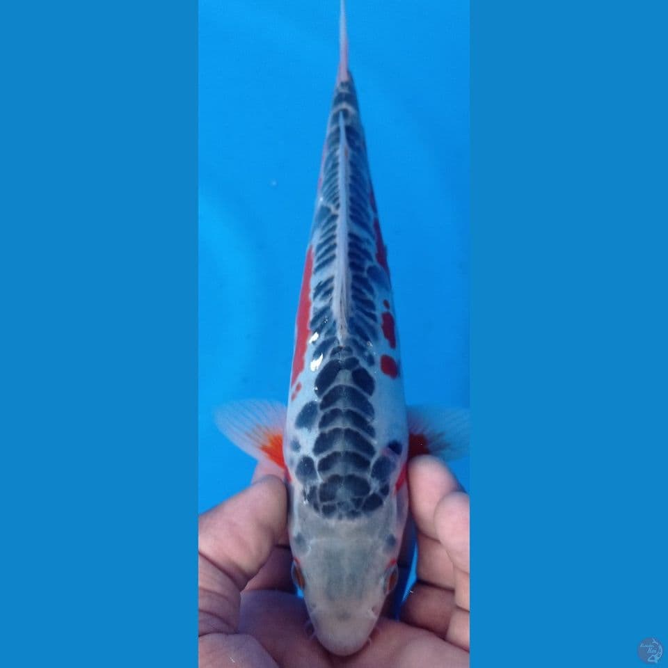 susui 25cm
