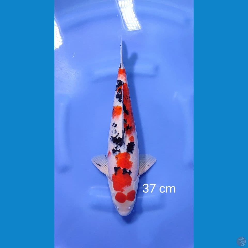 sanke 37cm