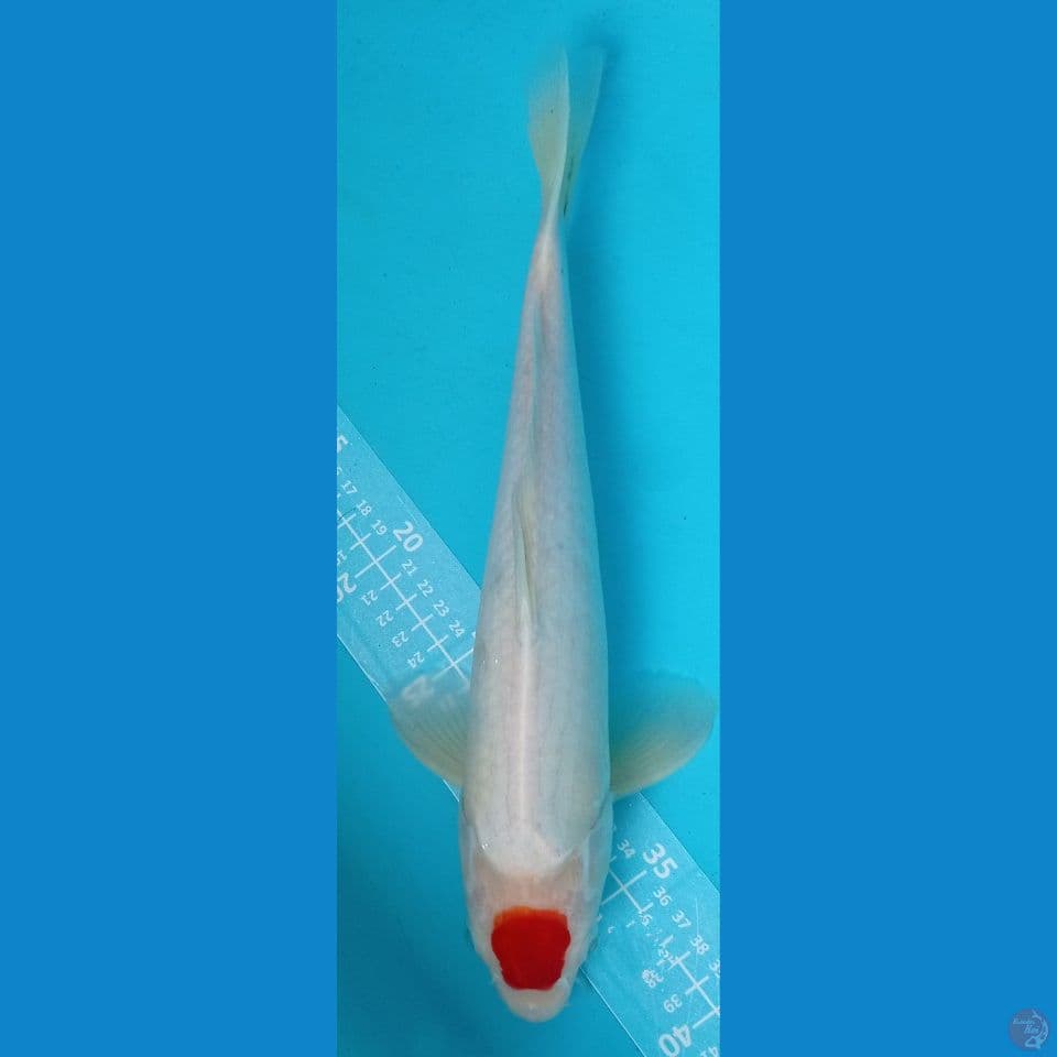 35CM TANCOKOHAKU