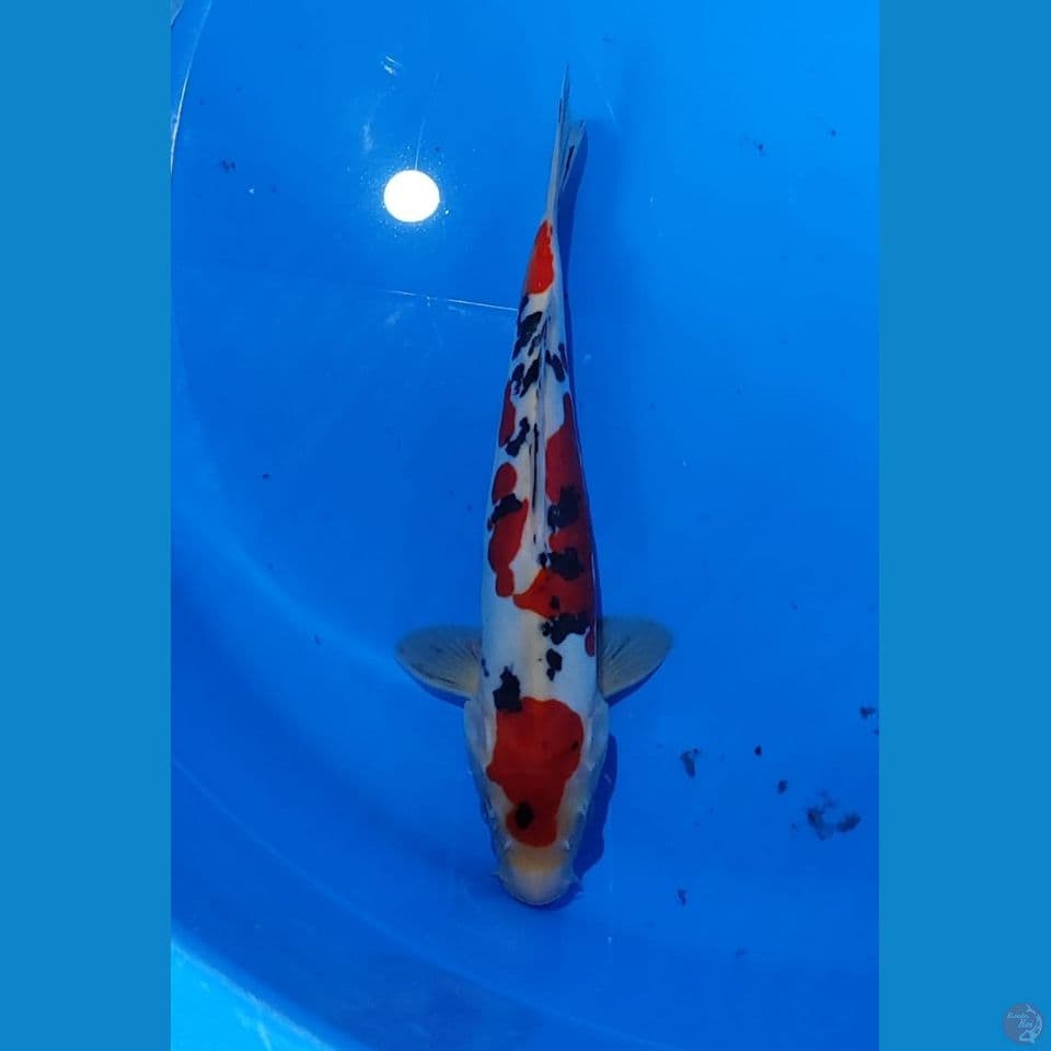 DOITSU MURNI 27CM Male