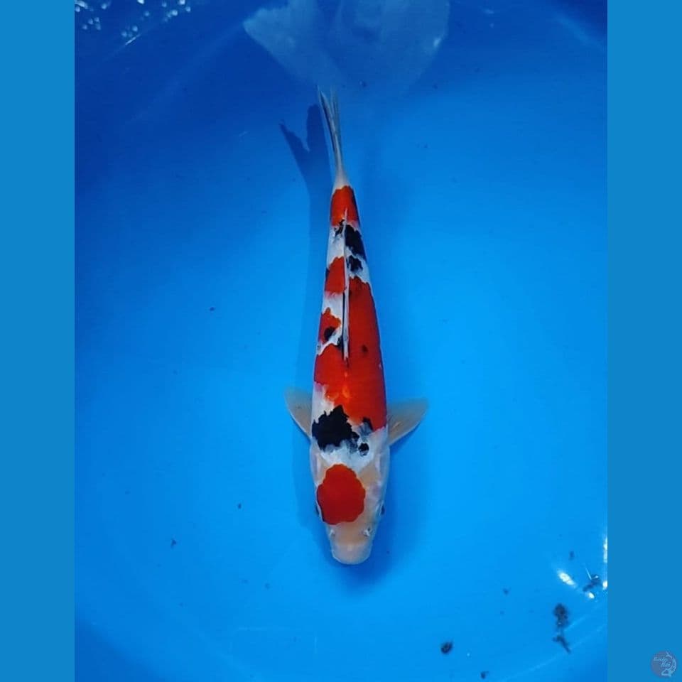 SANKE Male 30CM