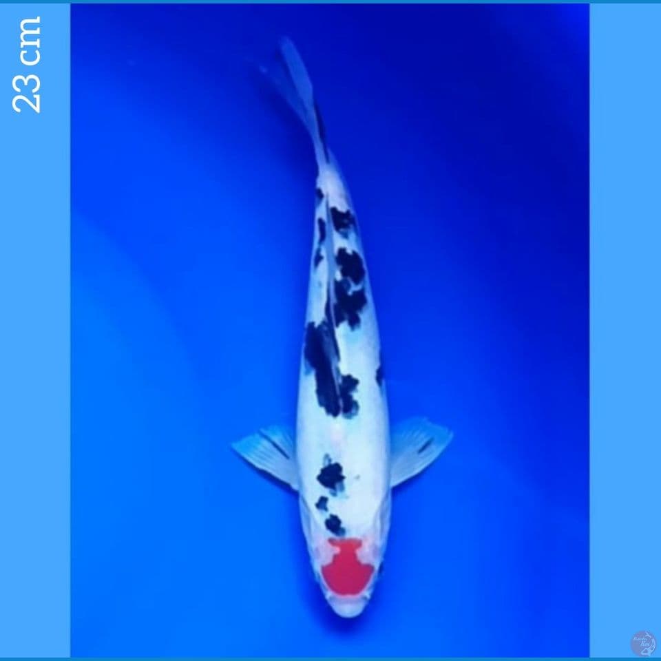 23cm TANCHO ORI - Jaminan Sehat Tenan