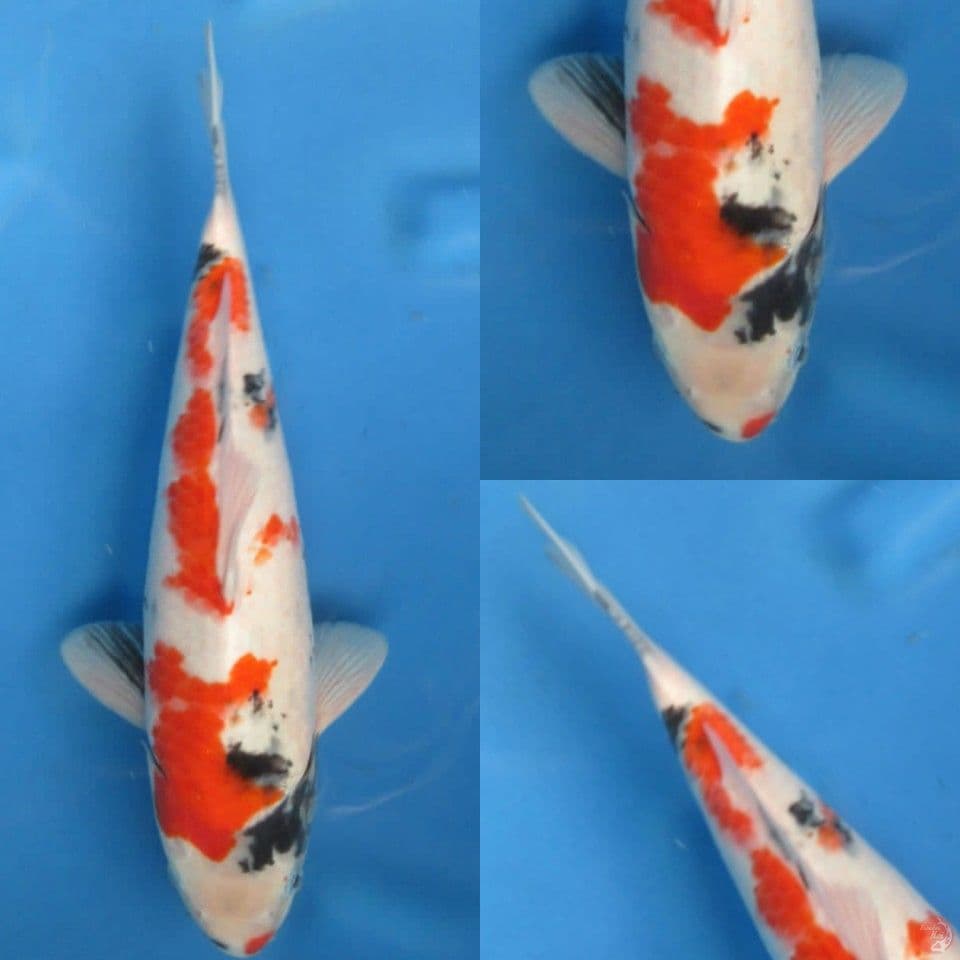 34cm , Kindai Showa Evo