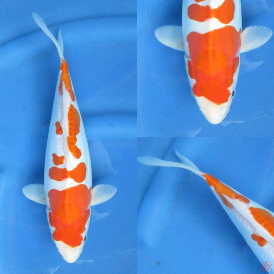 30cm , Kohaku Doutsu Murni