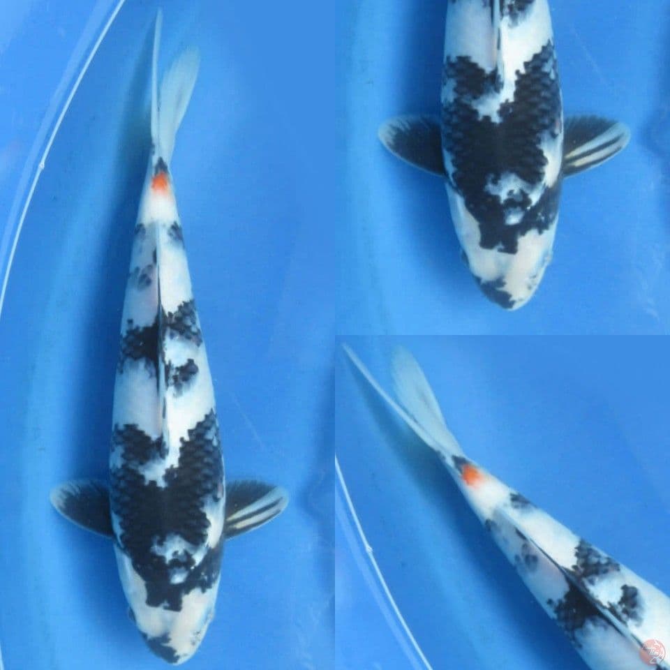 35cm , Shiro