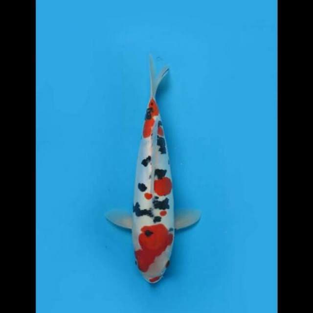 32cm - Dalmation Sanke Doitsu Murni