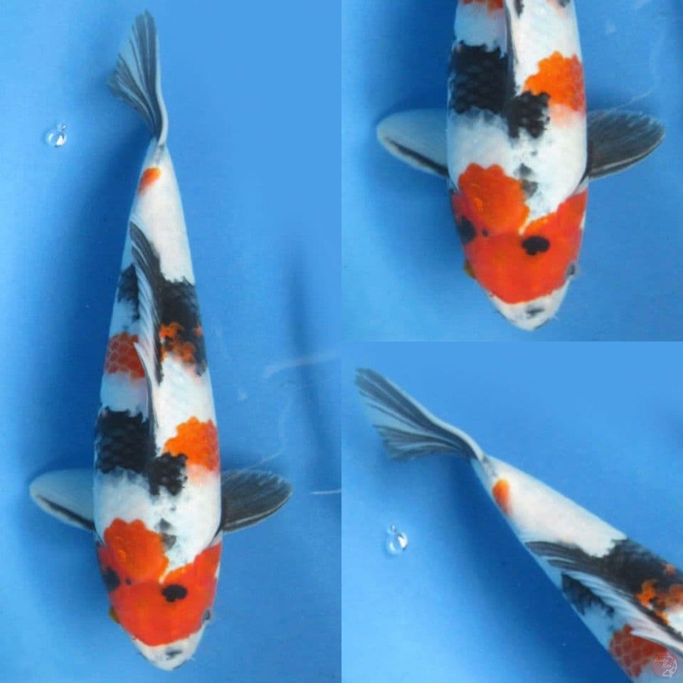 30cm , kindai Showa