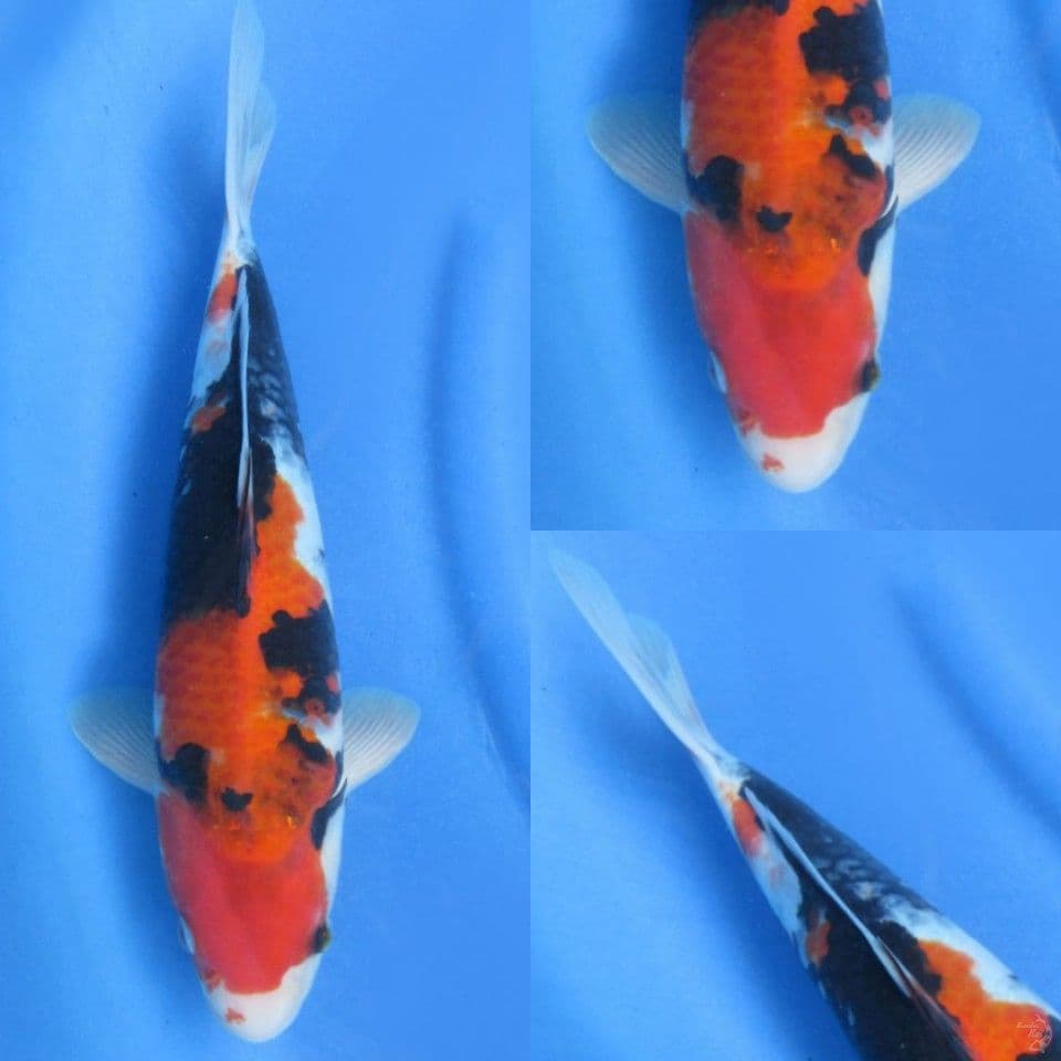 34cm , Showa Tategoi