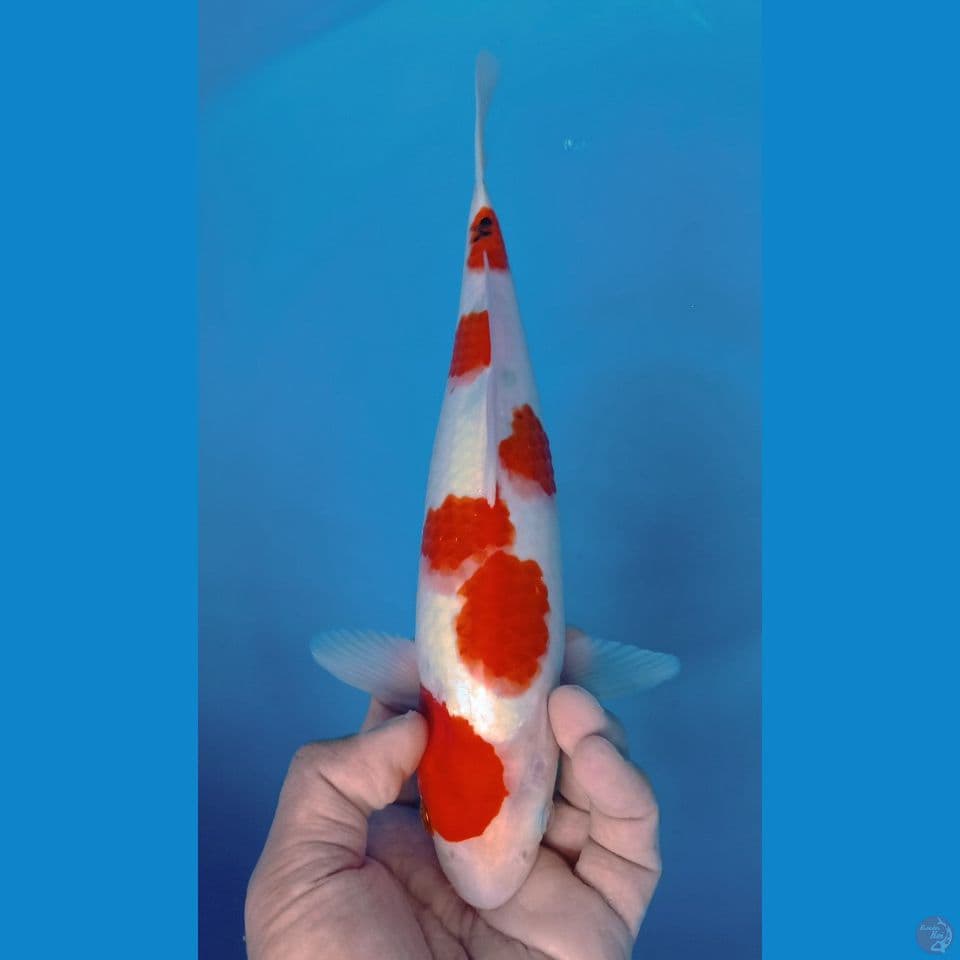 sanke 30cm