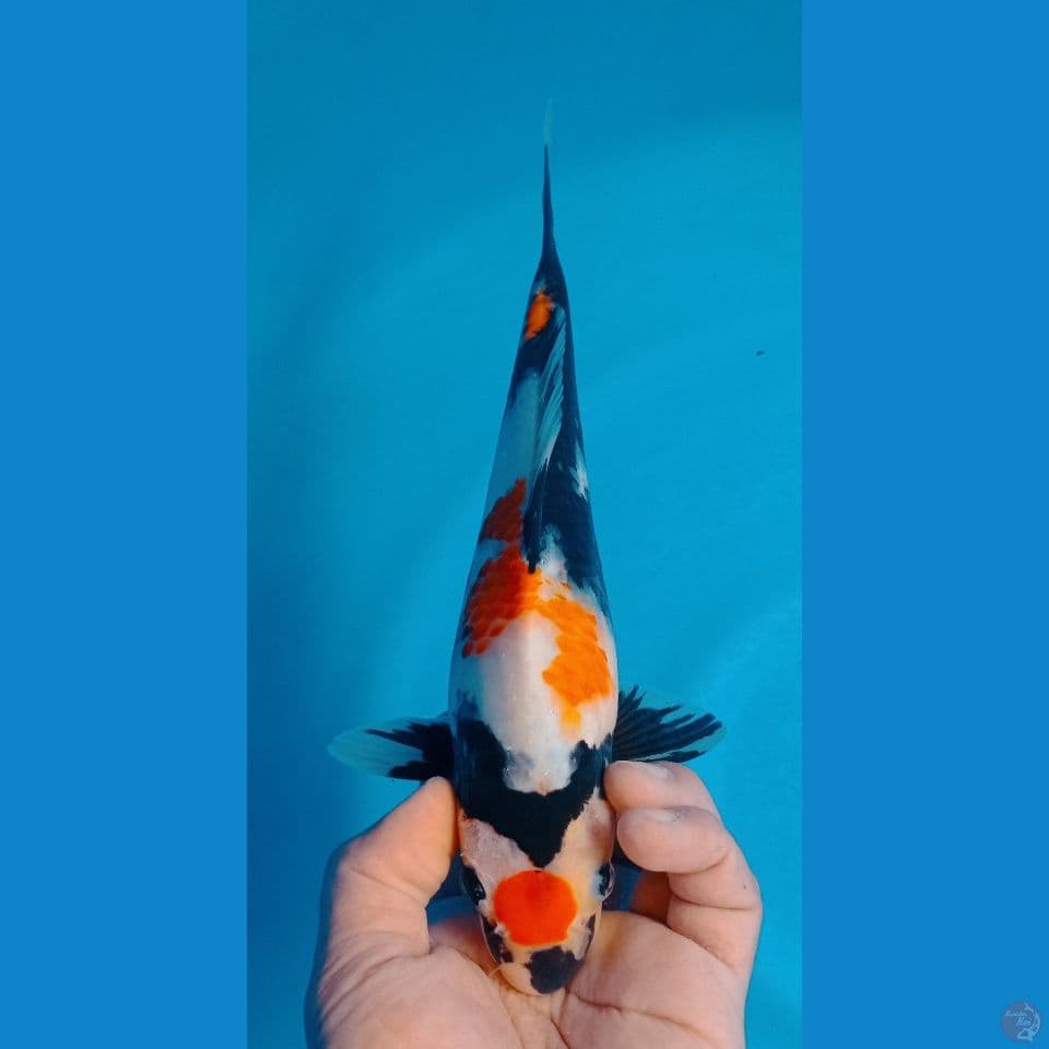 showa hindi 27cm