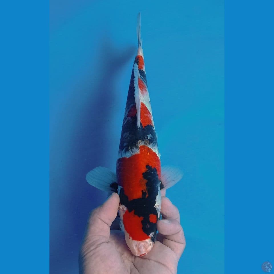 showa 33cm