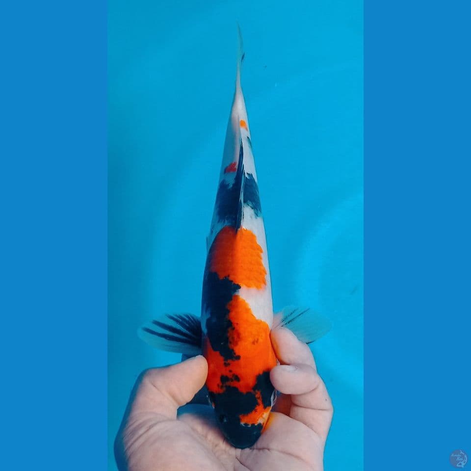 showa 30cm