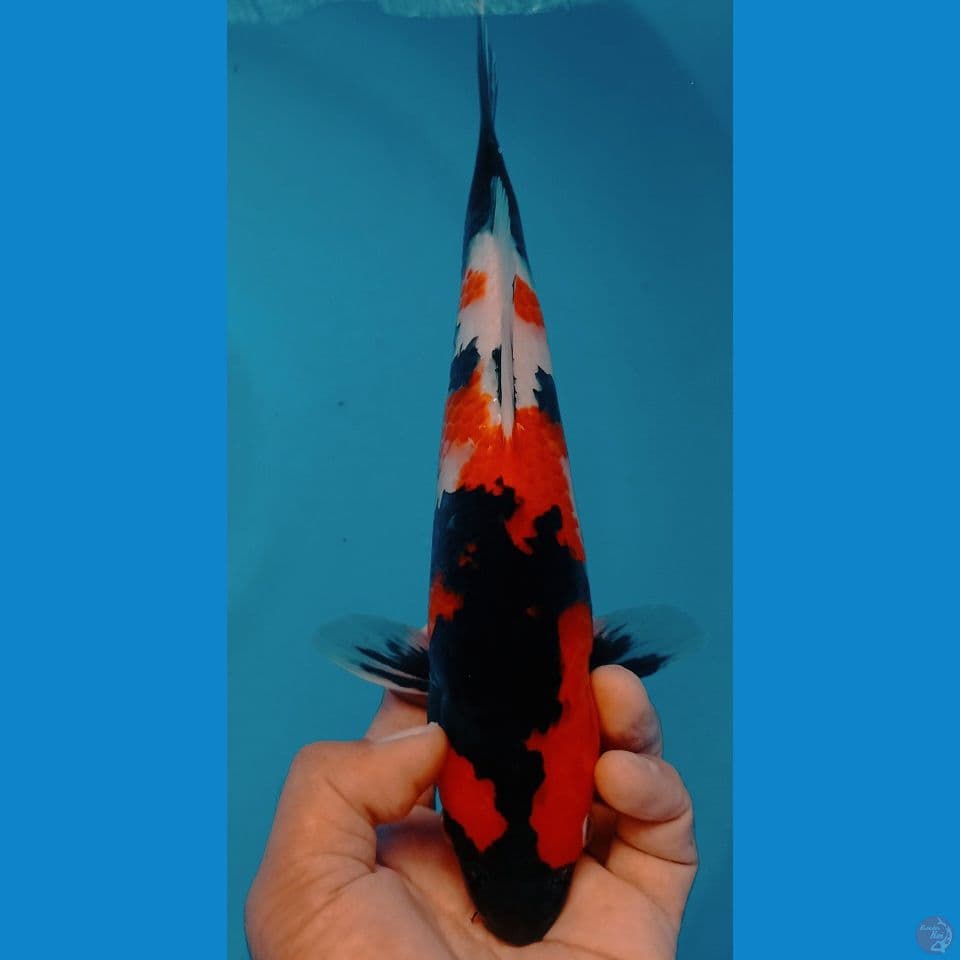 original 30cm