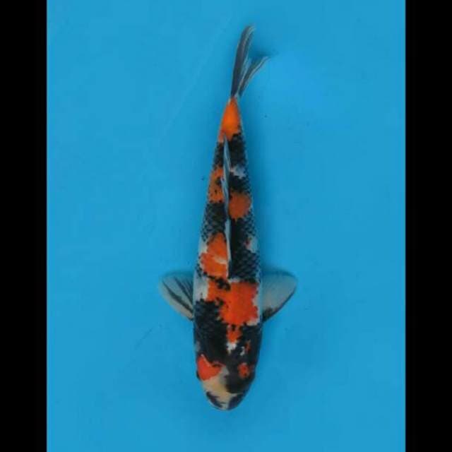 29cm - Showa Sanshoku Good Patern
